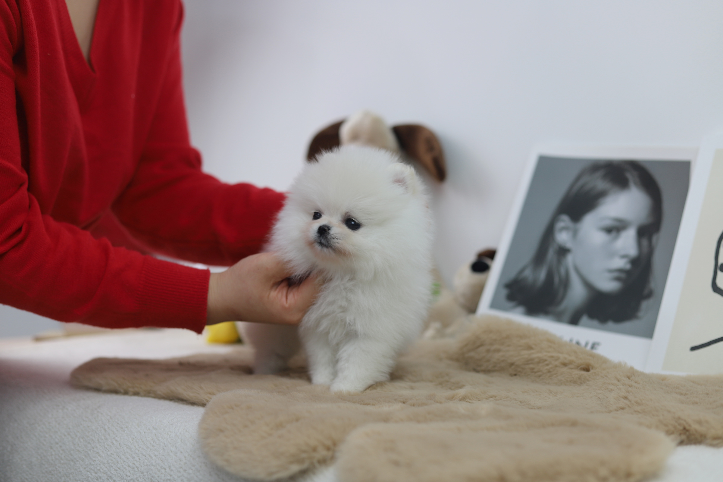 포메라니안 공주님(구리)(책임분양)