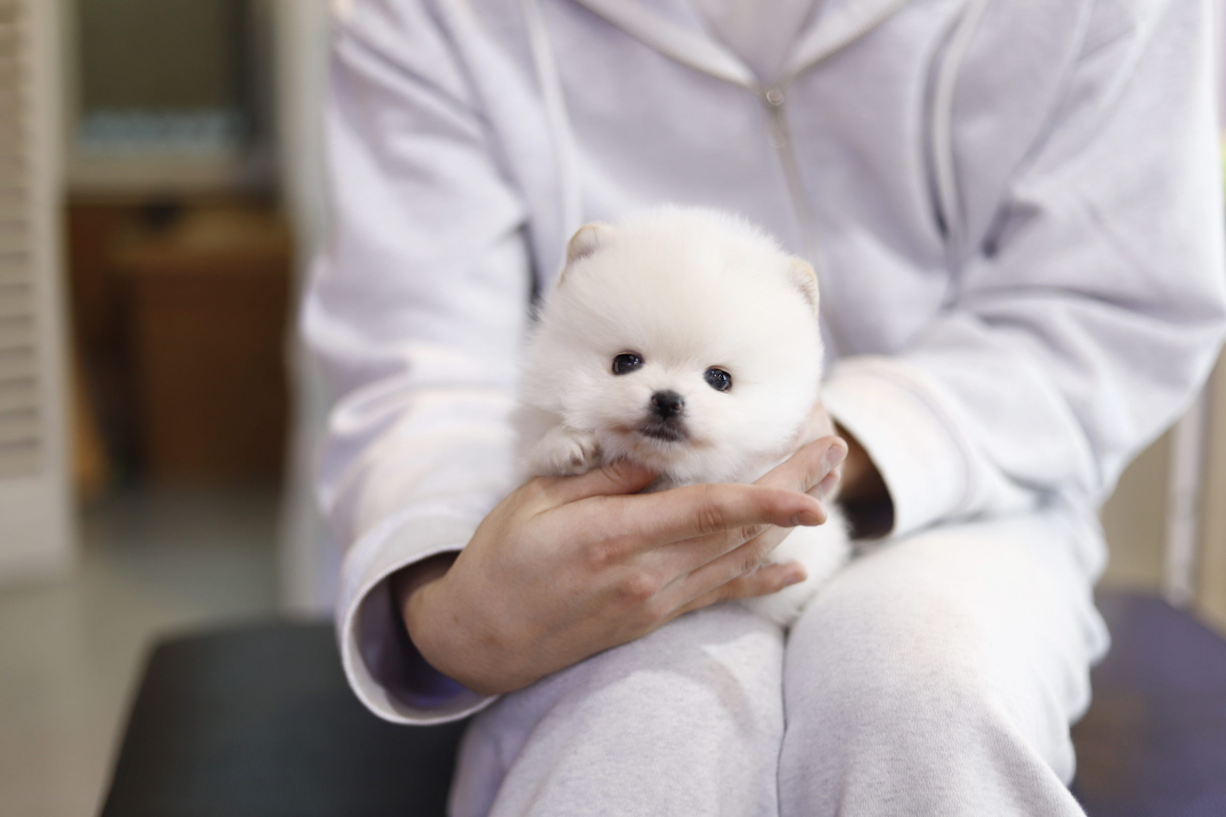 포메라니안 왕자님(슈이)(책임분양)