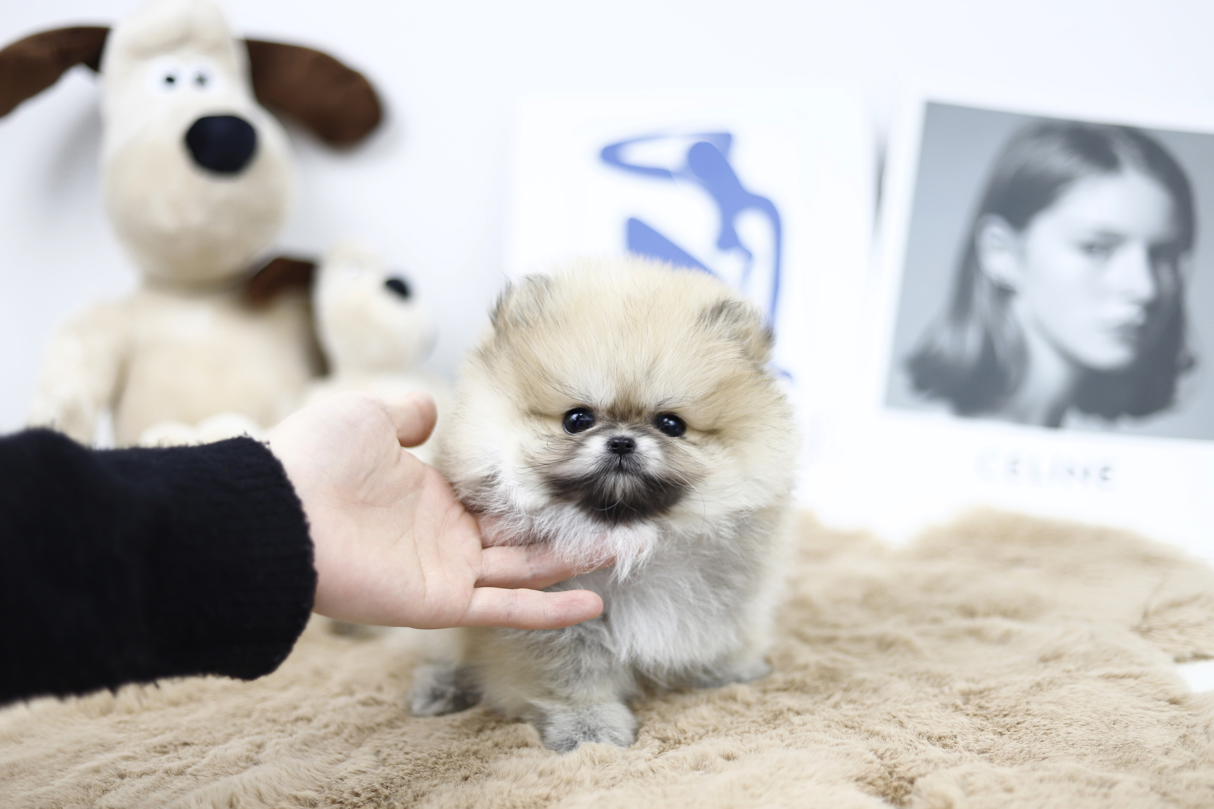 포메라니안 왕자님(요요)(책임분양)