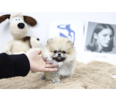 포메라니안 왕자님(요요)(책임분양)