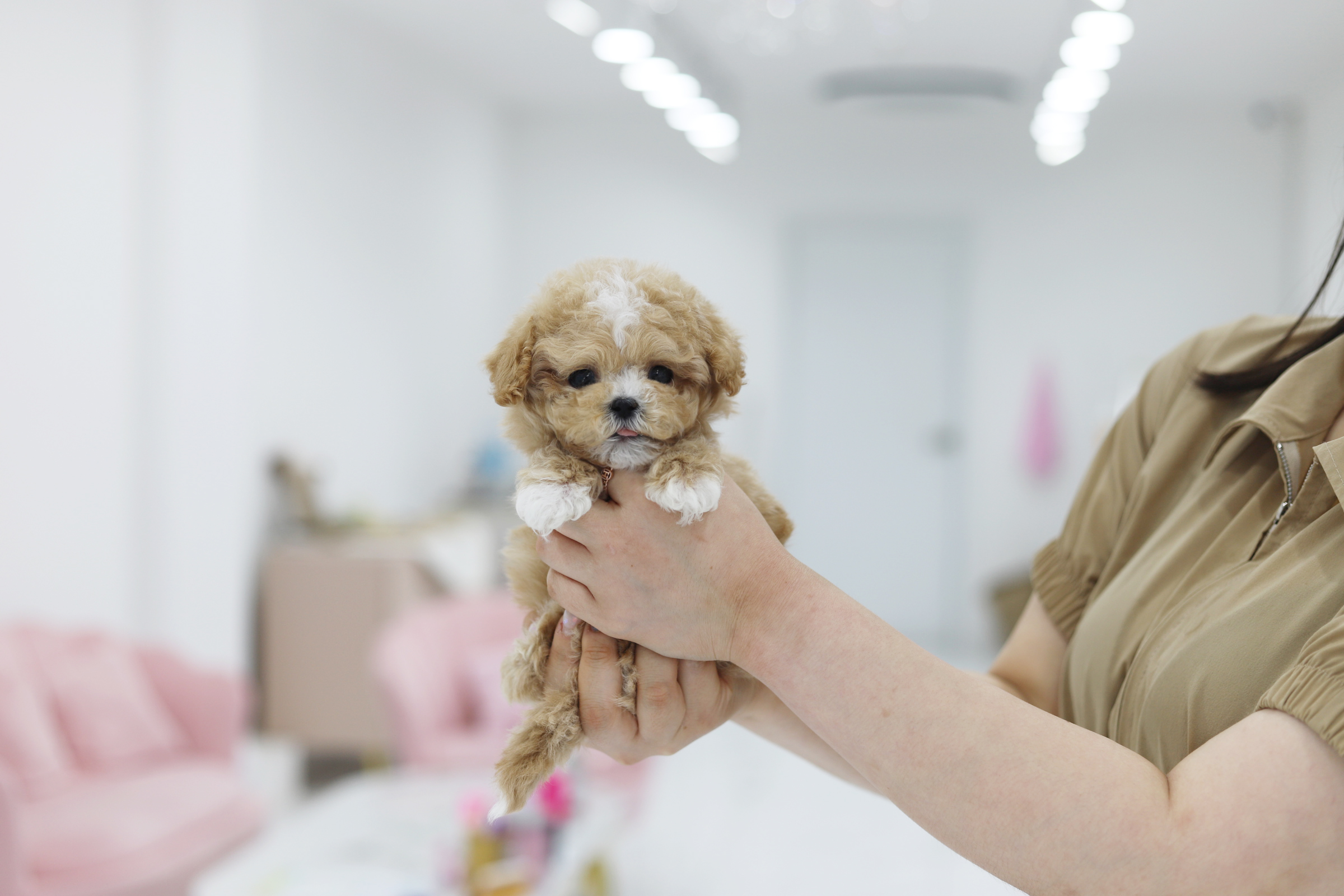 말티푸 왕자님(공이)(책임분양)