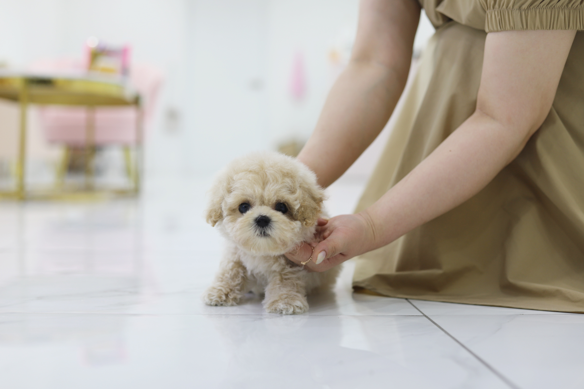 토이푸들 왕자님(조아)(책임분양)