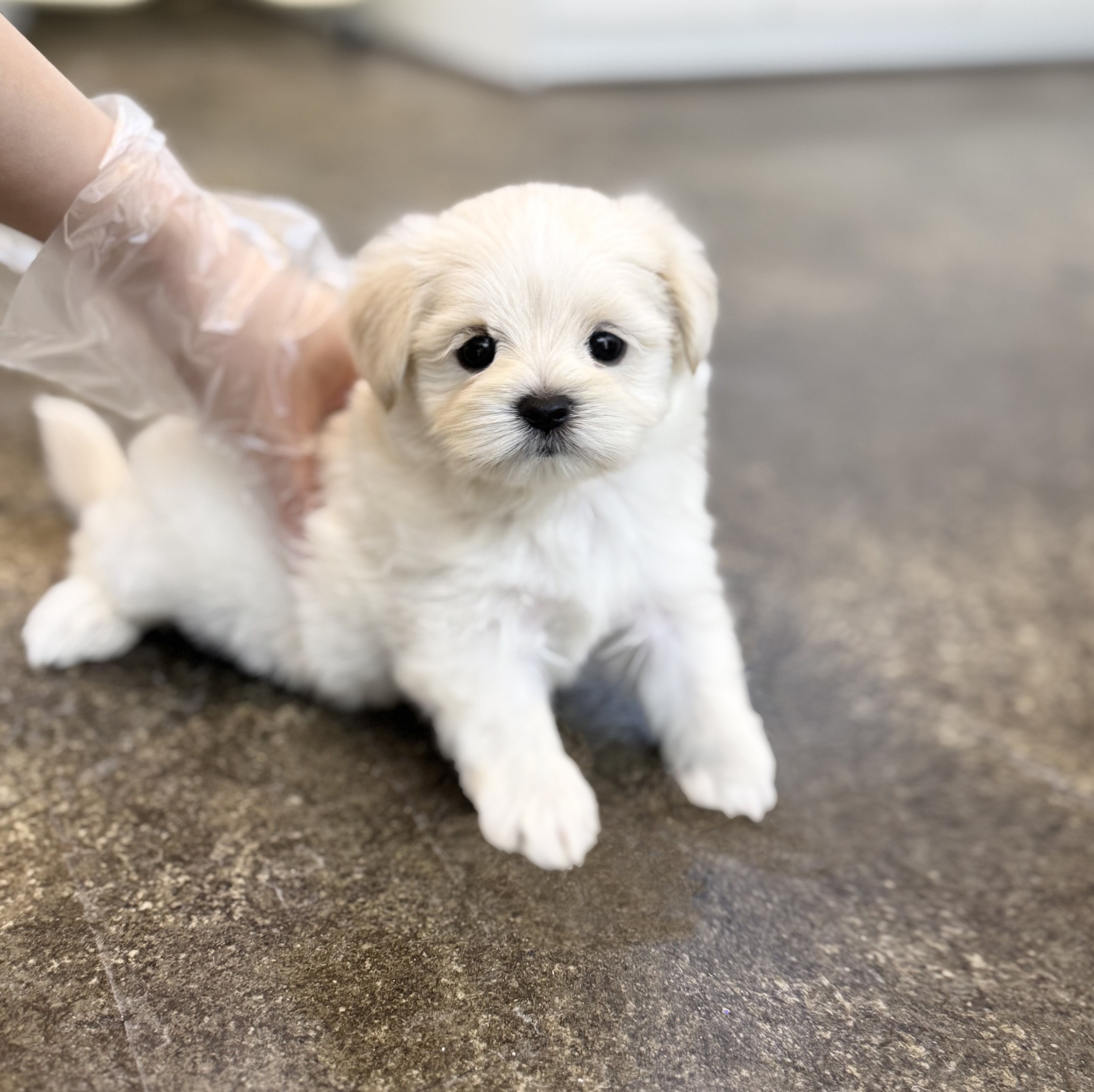 말티푸 분양합니다