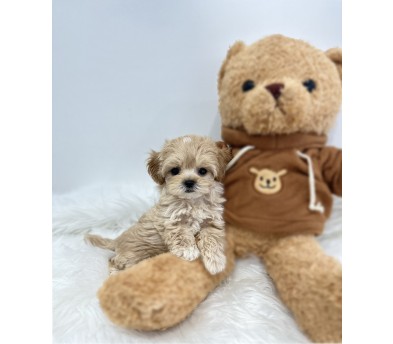 말티푸 분양합니다