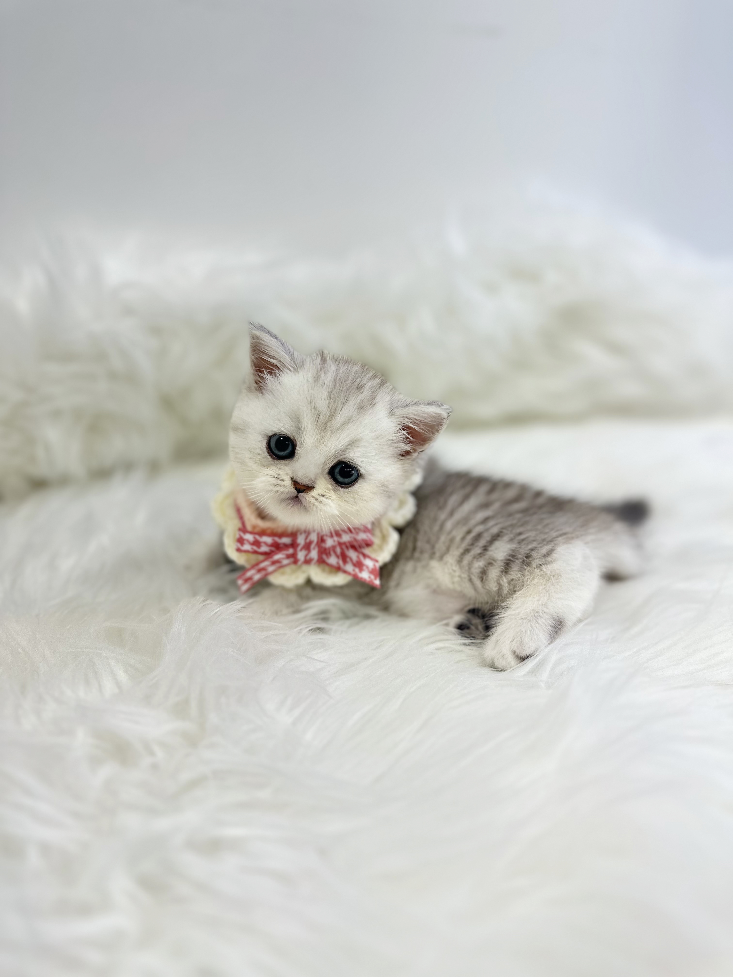 브리티시 분양합니다