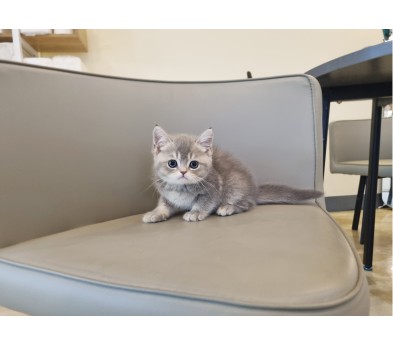 브리티시 분양합니다