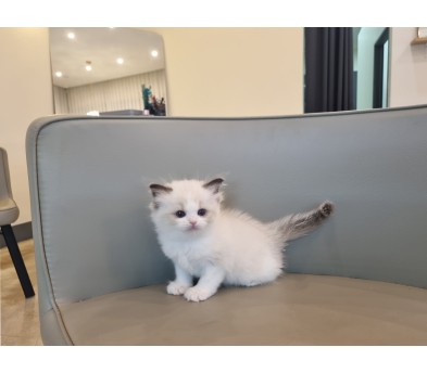 렉돌 분양합니다