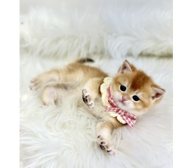 브리티시 분양합니다