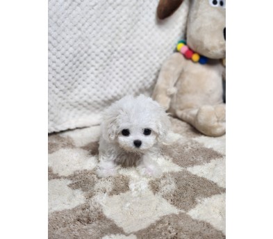 미니비숑 분양합니다