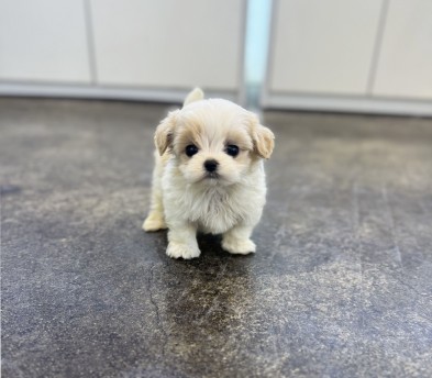 말티푸 분양합니다