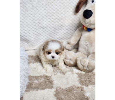 말티푸 분양합니다