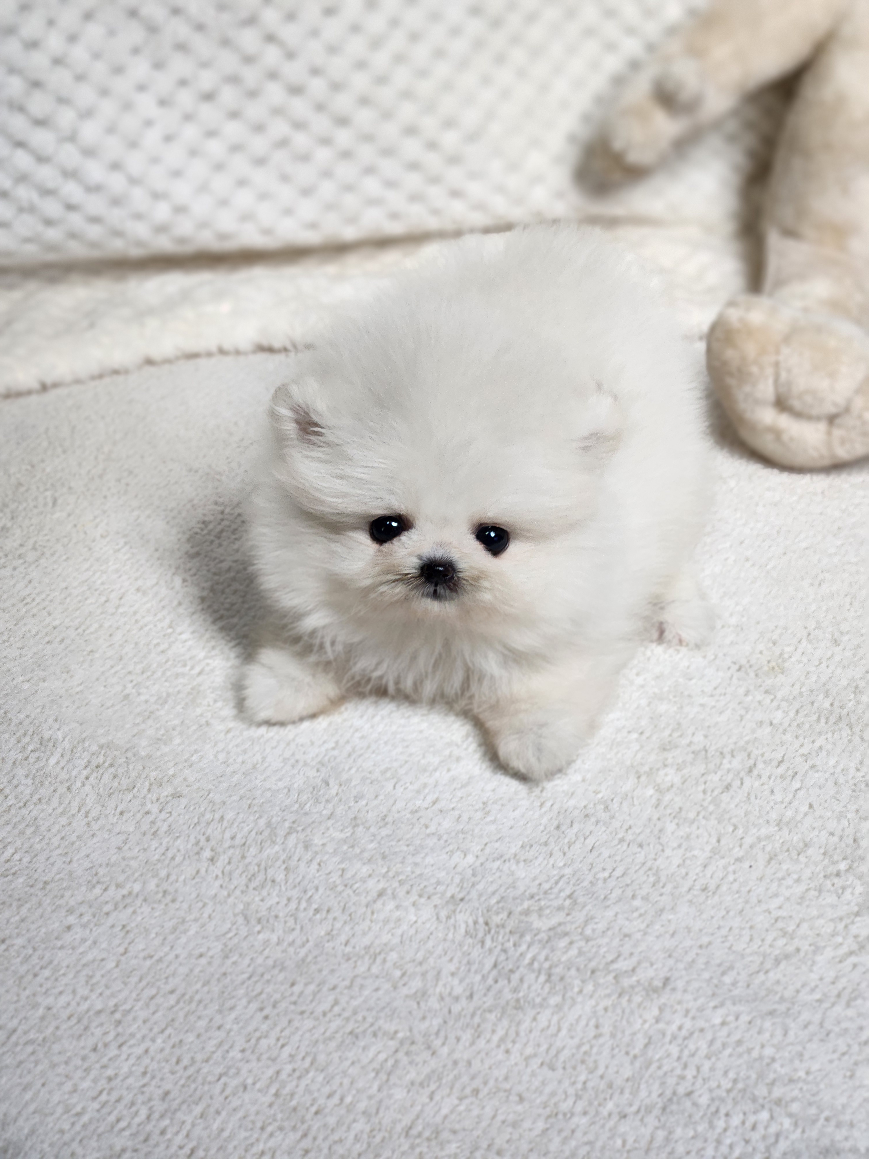 포메라니안 분양합니다