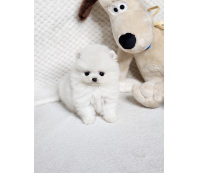 포메라니안 분양합니다