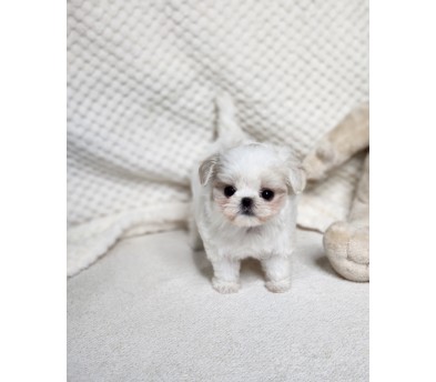 말티푸 분양합니다