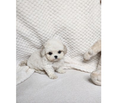 미니비숑 분양합니다