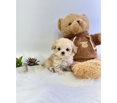 말티푸 분양합니다