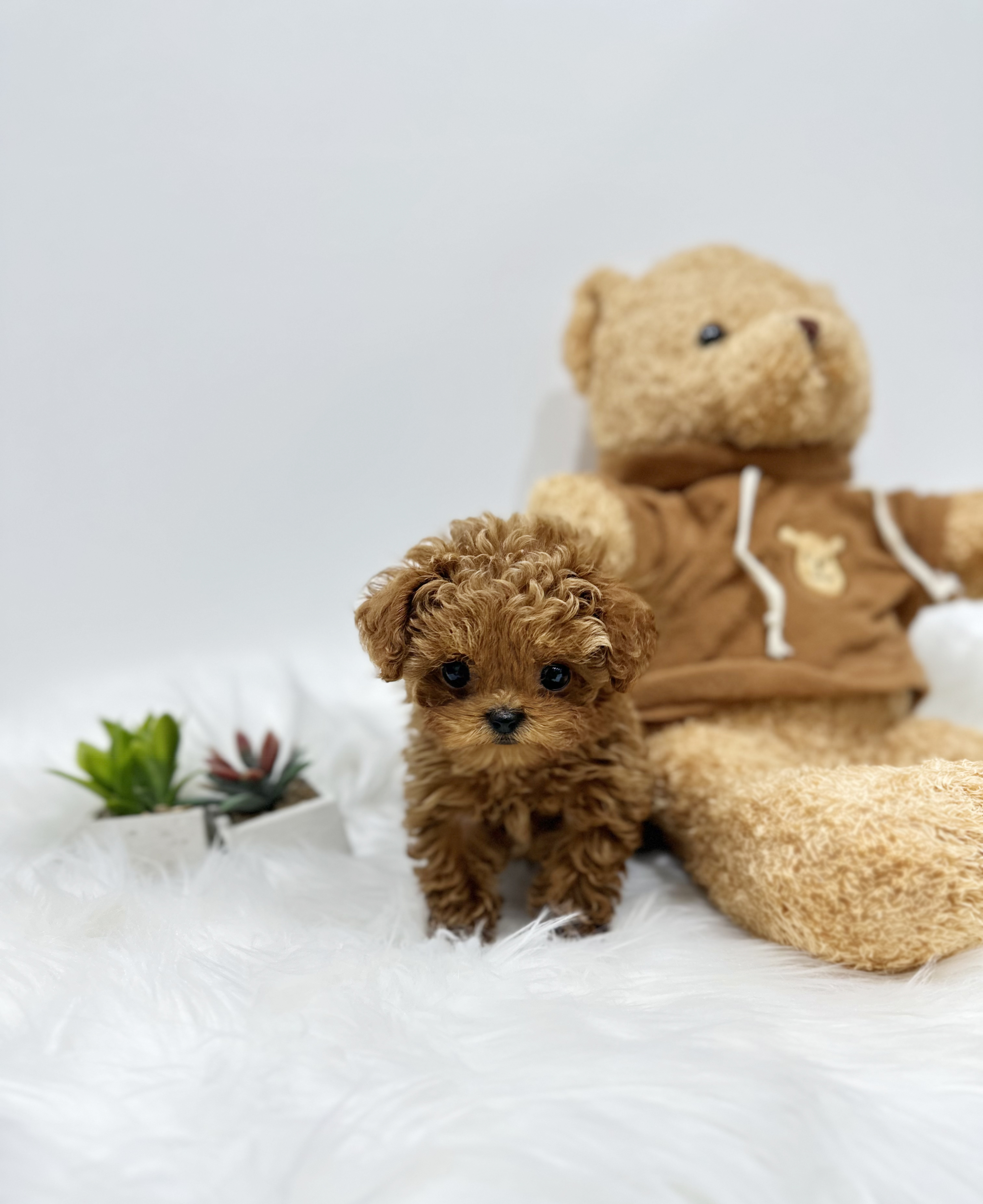 토이푸들 분양합니다