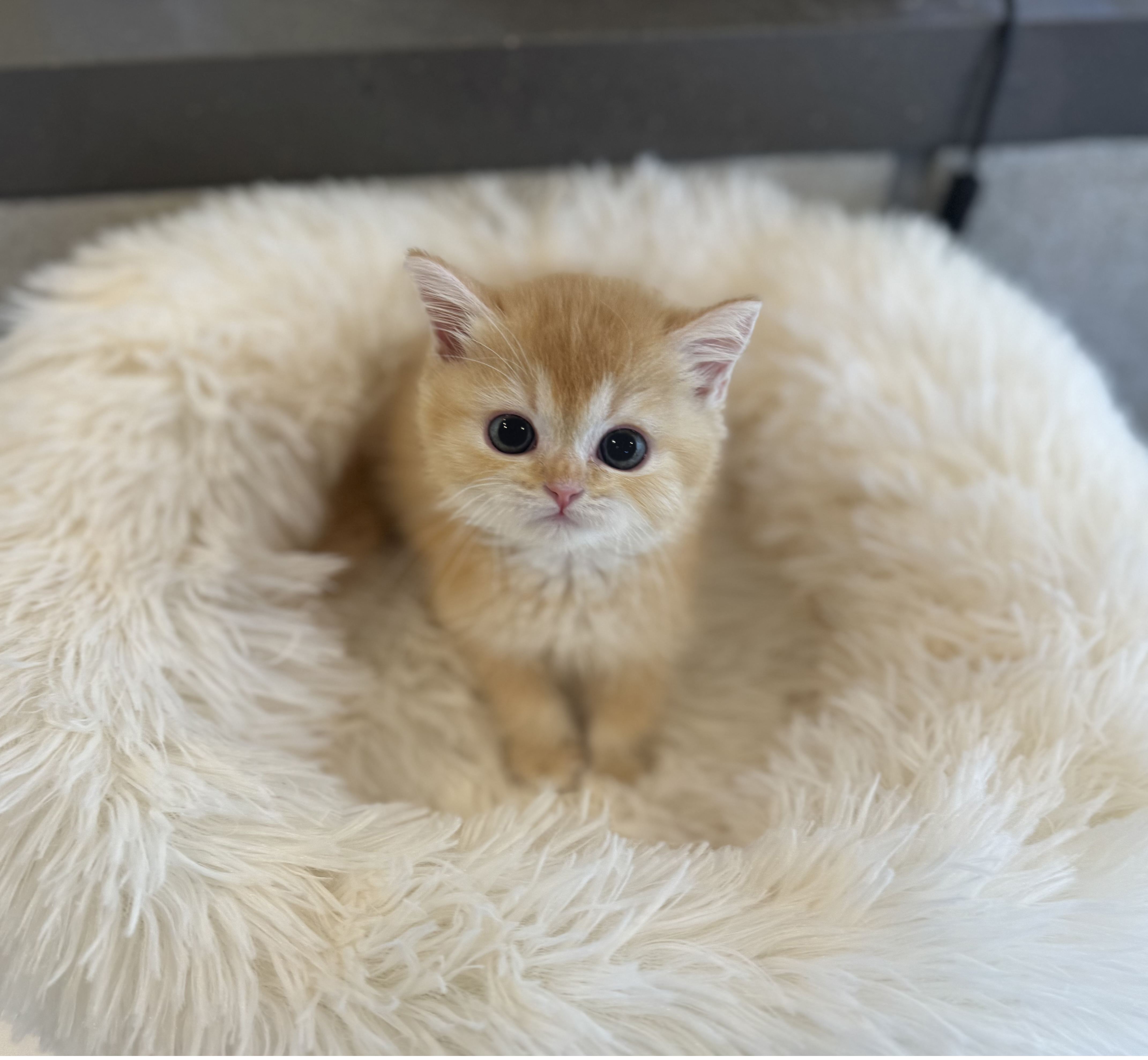 브리티쉬숏헤어 분양합니다