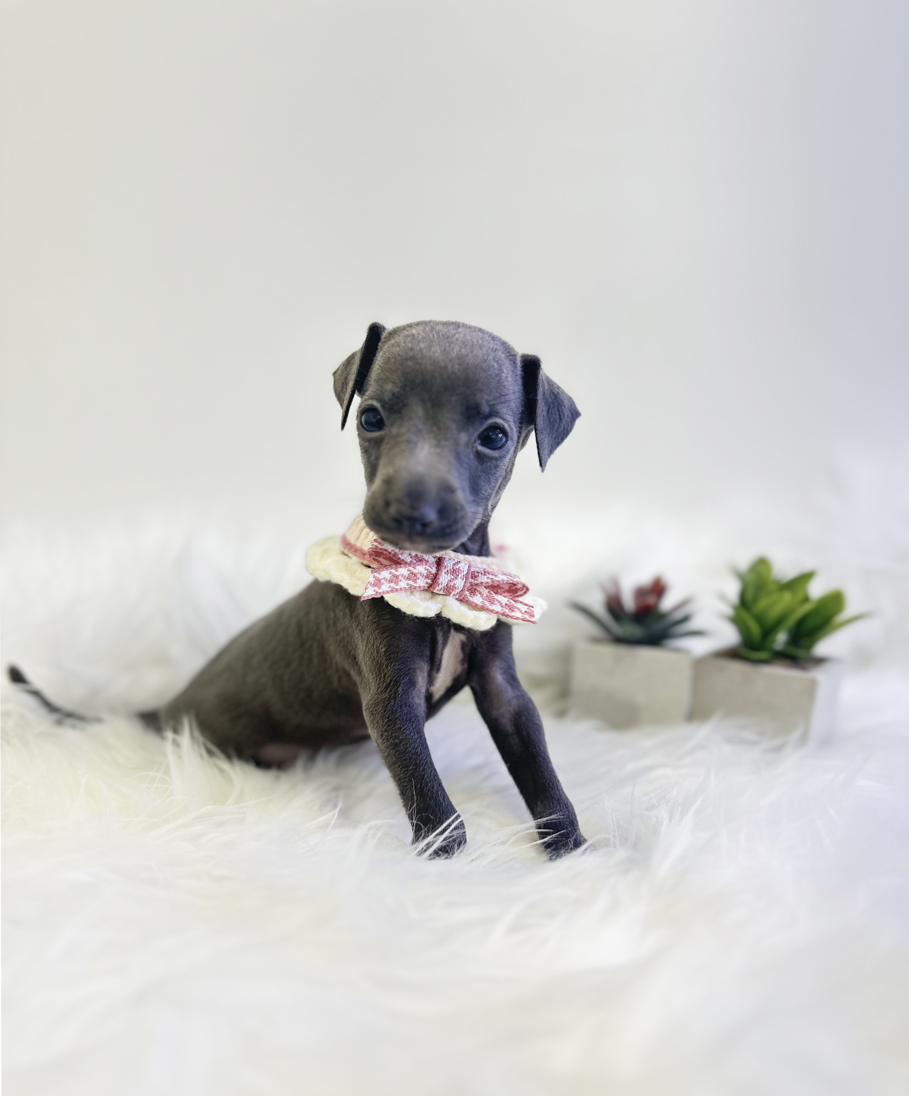 이탈리안그레이하운드 분양합니다