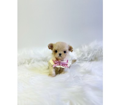 말티푸 분양합니다