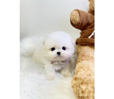 말티폼 분양합니다