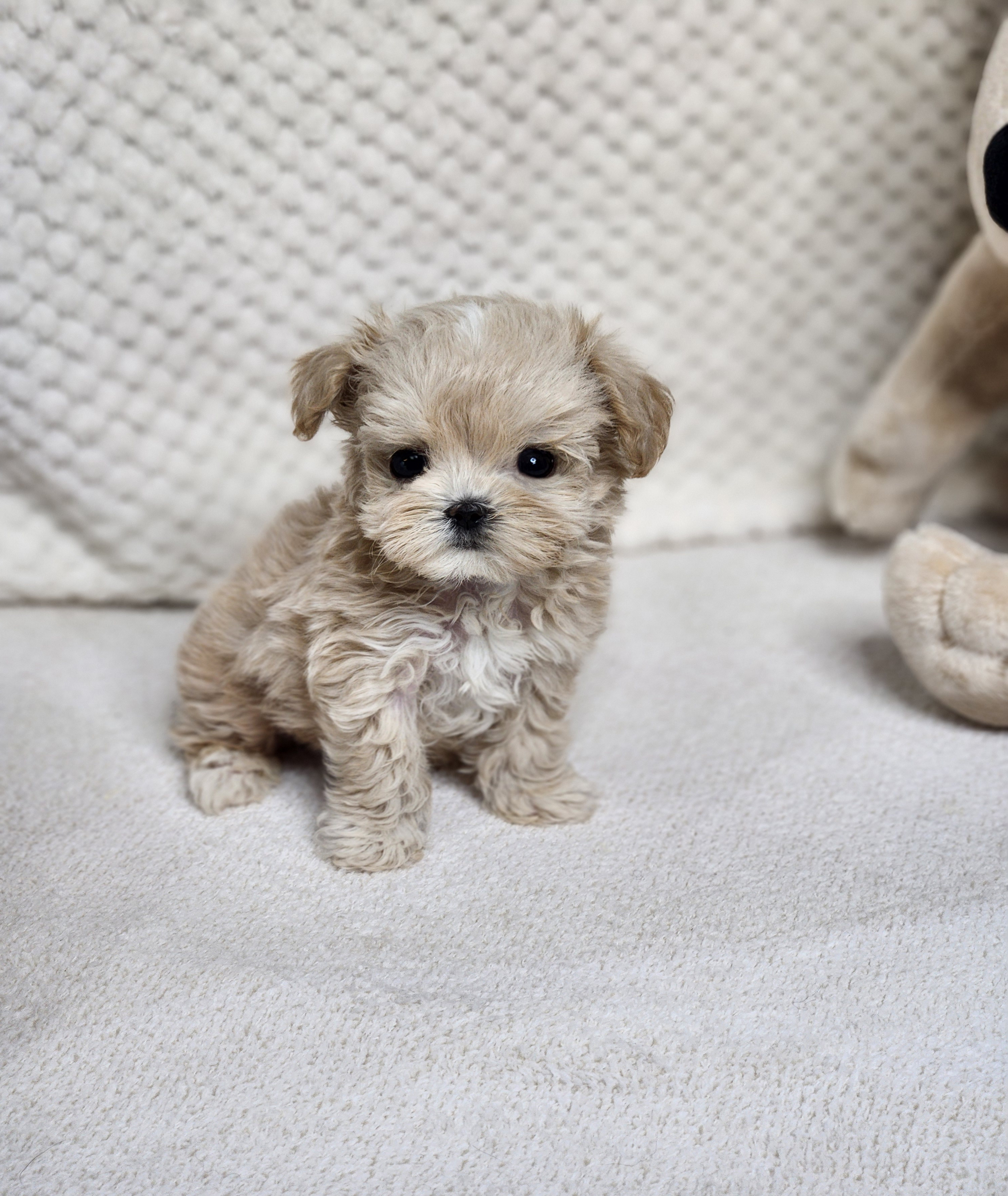 말티푸 분양합니다