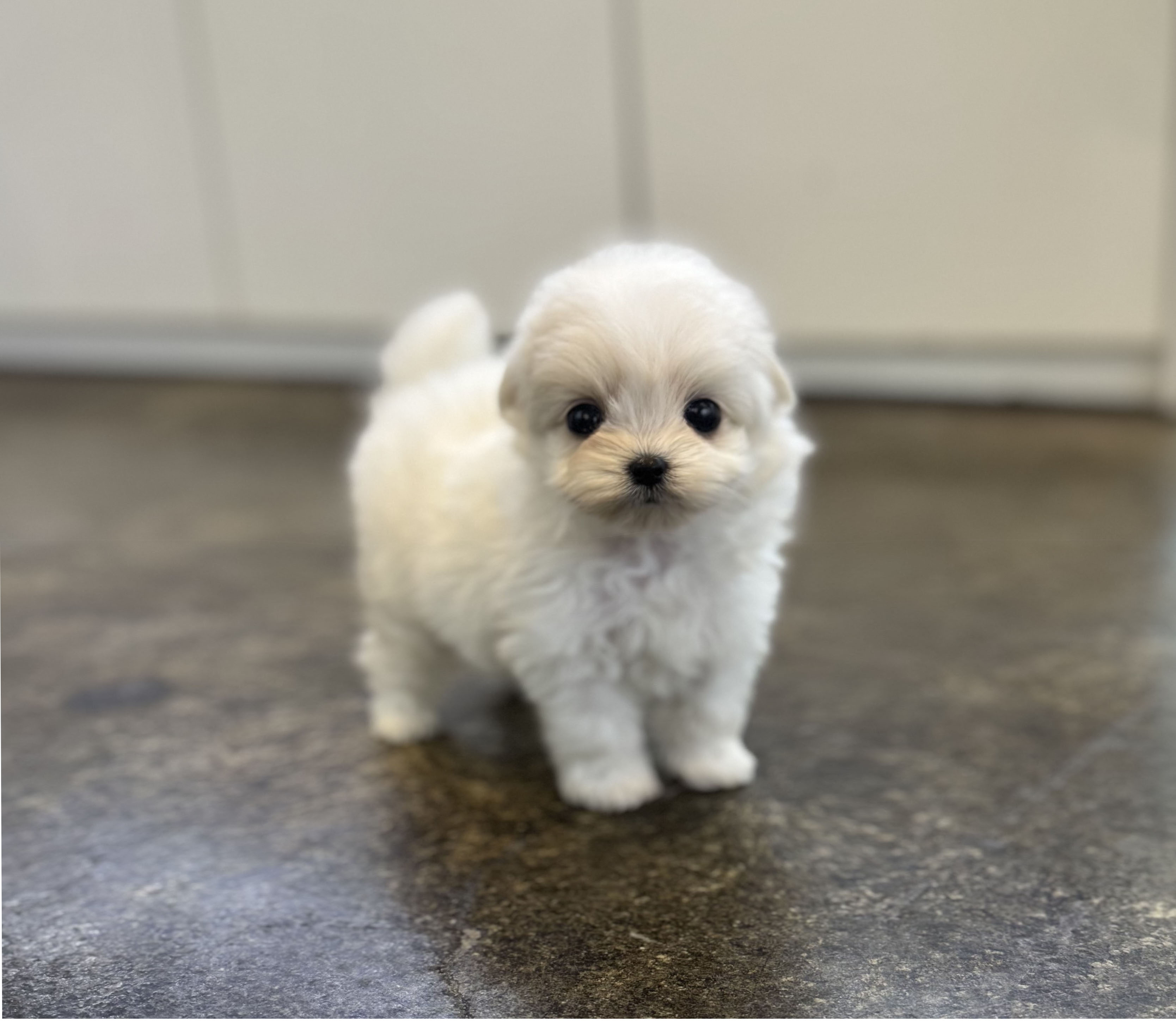 말티푸 분양합니다