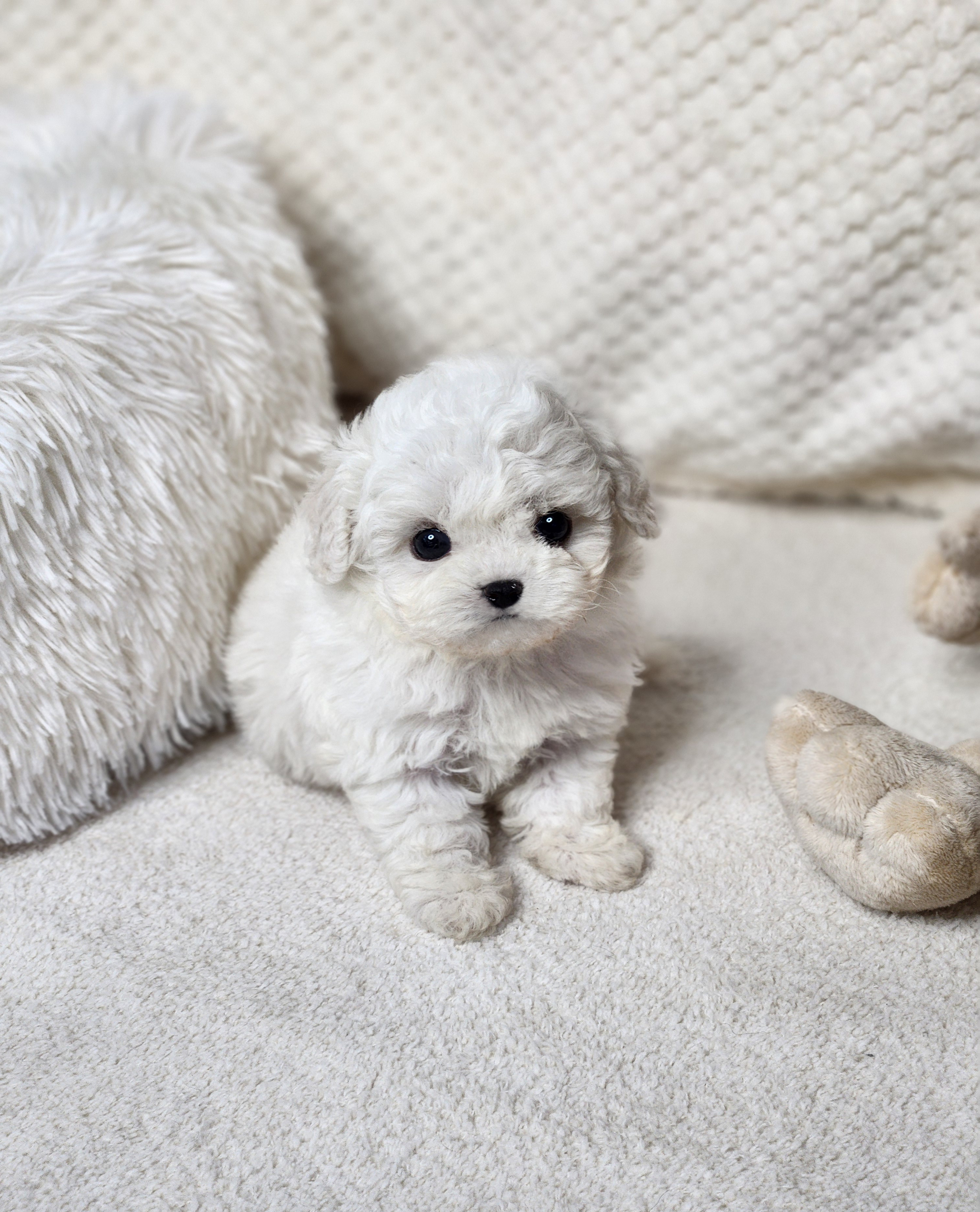 미니비숑 분양합니다