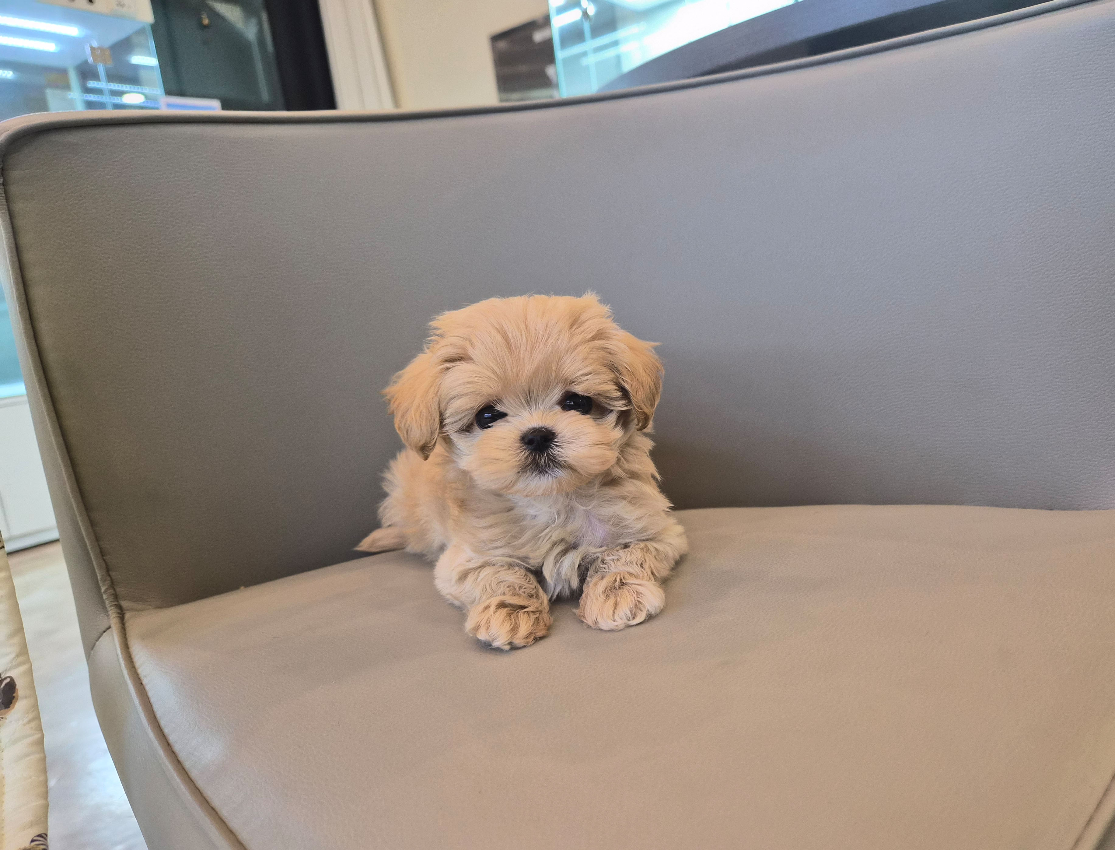 말티푸 분양합니다