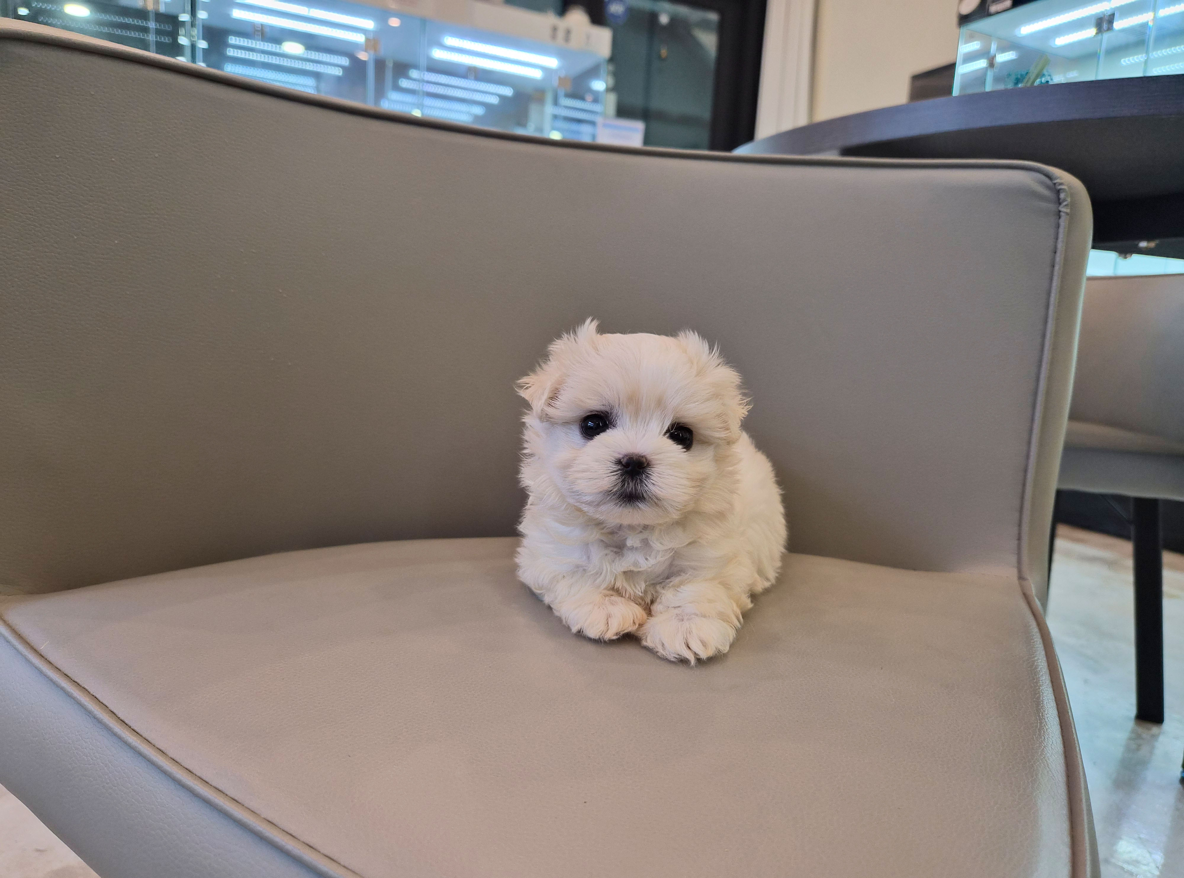 말티푸 분양합니다