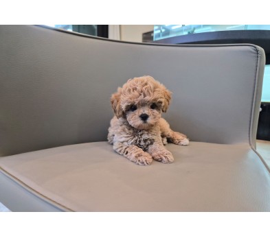 토이푸들 분양합니다