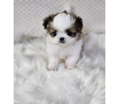 말티츄 분양합니다