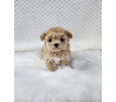 푸들 분양합니다