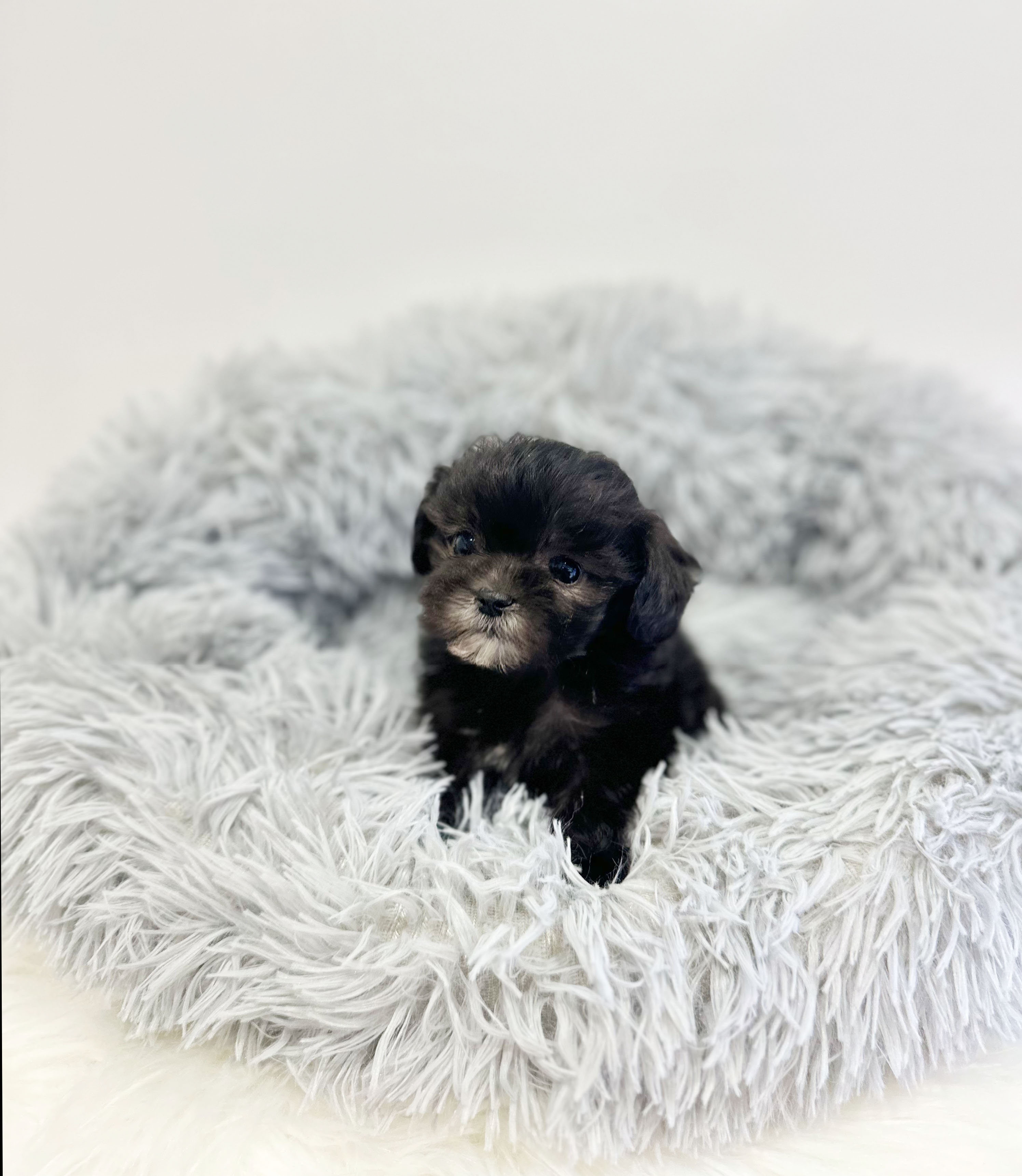 실버말티푸분양합니다