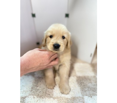 골든리트리버